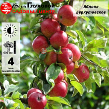 Яблоня Беркутовское (зимний сорт) 2-летка