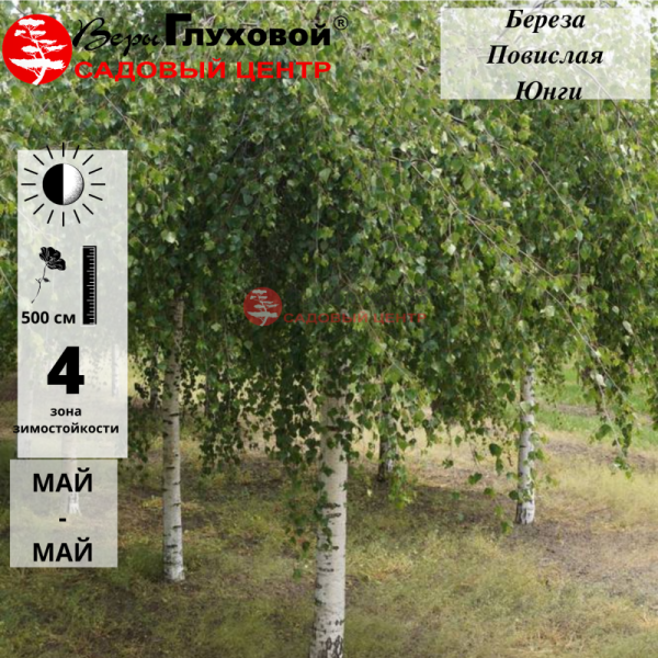 Основное изображение товара