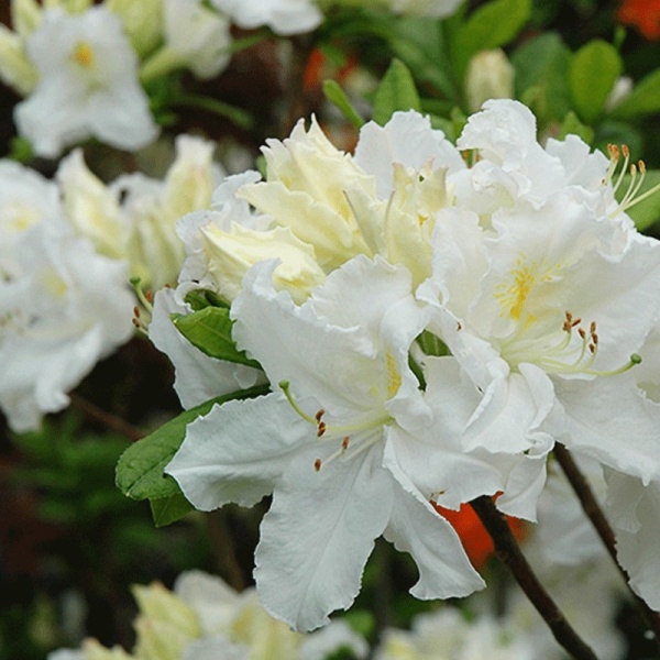 Основное изображение товара