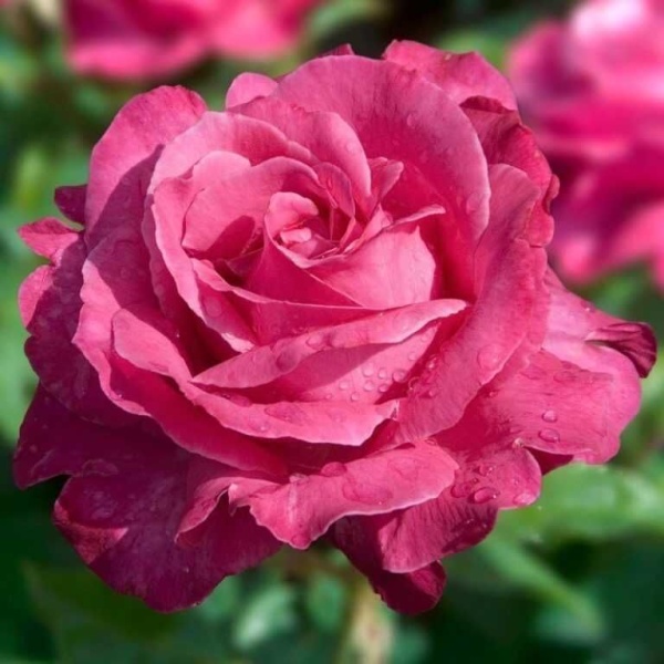 Основное изображение товара