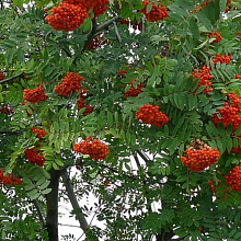 Основное изображение товара