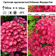 Гортензия крупнолистная 