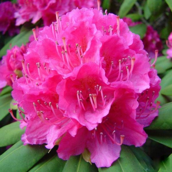 Основное изображение товара