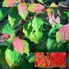 Дерен кроваво-красный (Cornus sanguinea) Винтер Бьюти С3 СП/25