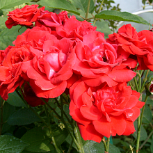 Основное изображение товара