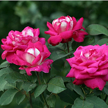 Основное изображение товара