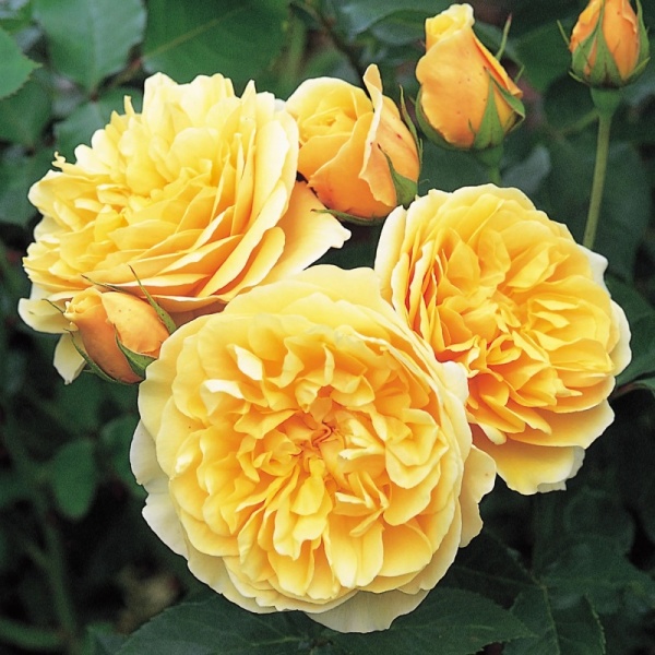 Основное изображение товара