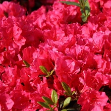 Основное изображение товара