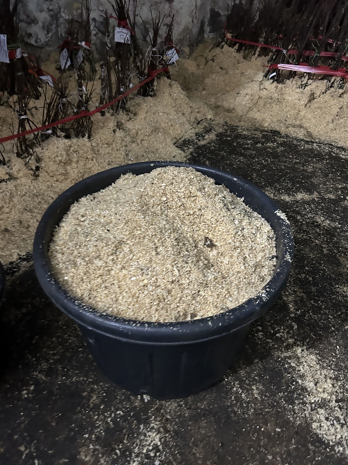 Не только королева сада, но и хозяйка горы