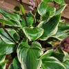 Хоста гибридная (Hosta hybridum) Сорбет С1 ГлХ/25