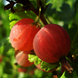 Крыжовник 