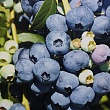 Голубика 