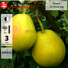 Груша Золотой шар (осенний сорт)