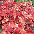 Гейхера гибридная