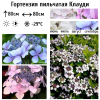 Гортензия пильчатая (Hydrangea serrata) Клауди 30/+ С3,6 БдН/24