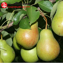 Основное изображение товара