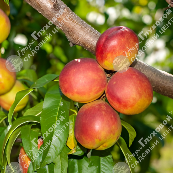 Шарафуга "Белла голд" на фото