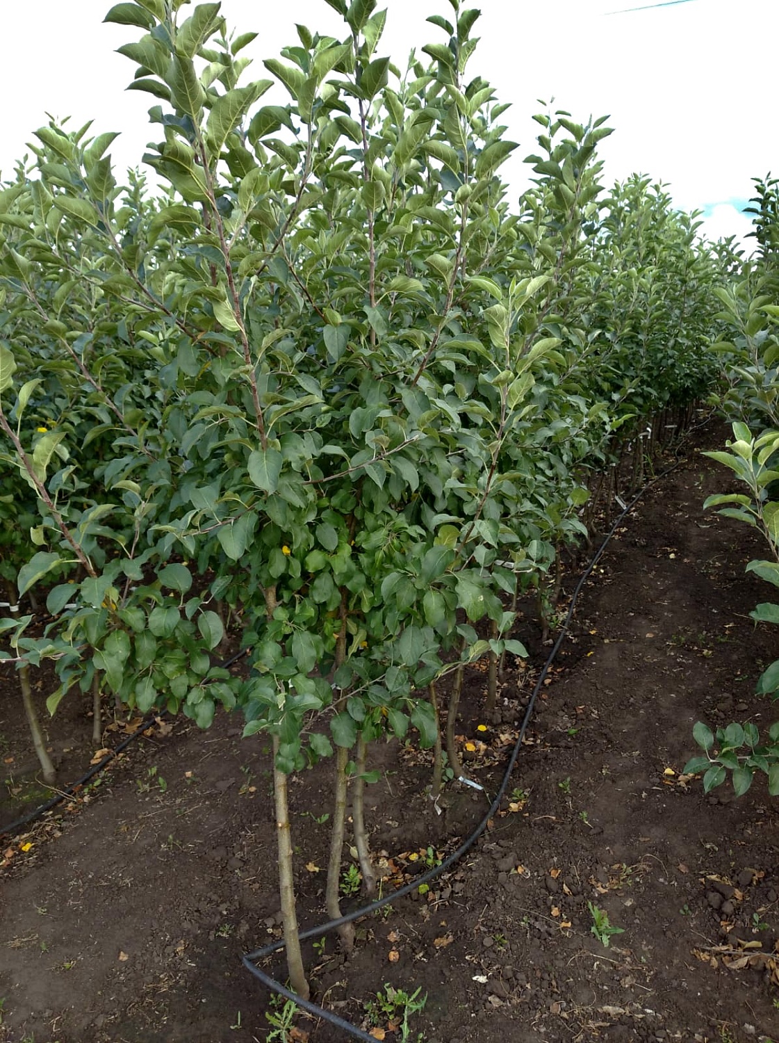 АКЦИЯ: Трёхлетние саженцы яблони от 250₽