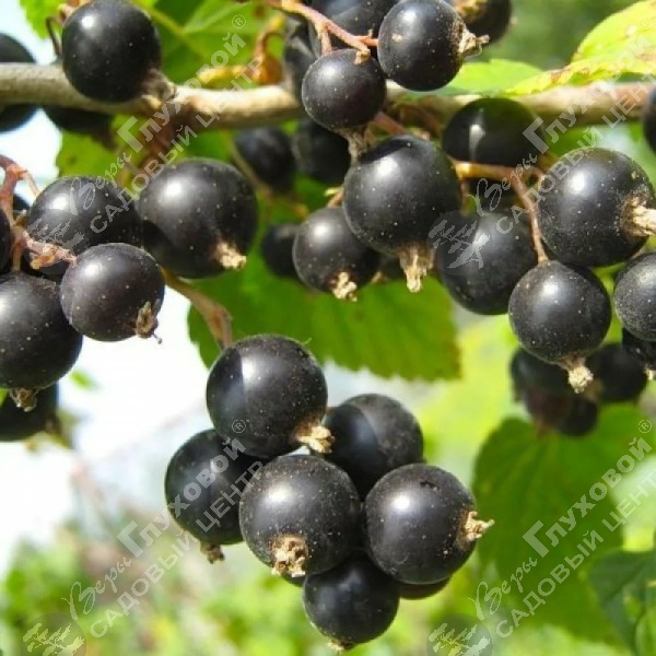 Смородина черная "Ажурная" на фото