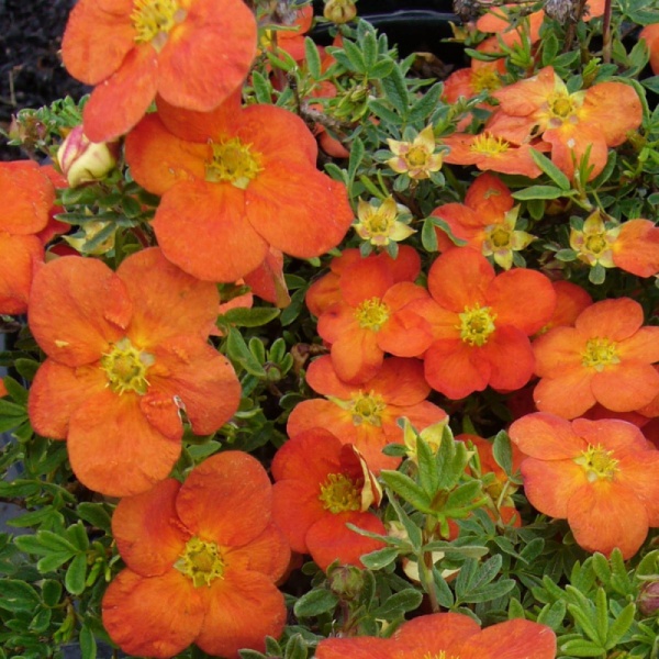 Лапчатка кустарниковая "Танжерин" - Potentilla fruticosa 'Tangerine'