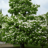 Катальпа бигнониевидная (Catalpa bignonioides) 250-300 С35 НР/24