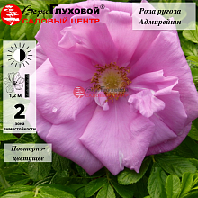 Основное изображение товара