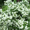 Чубушник гибридный (Philadelphus hybride ) Манто Д' Эрмин С7,5 НВрп/22