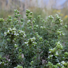 Основное изображение товара